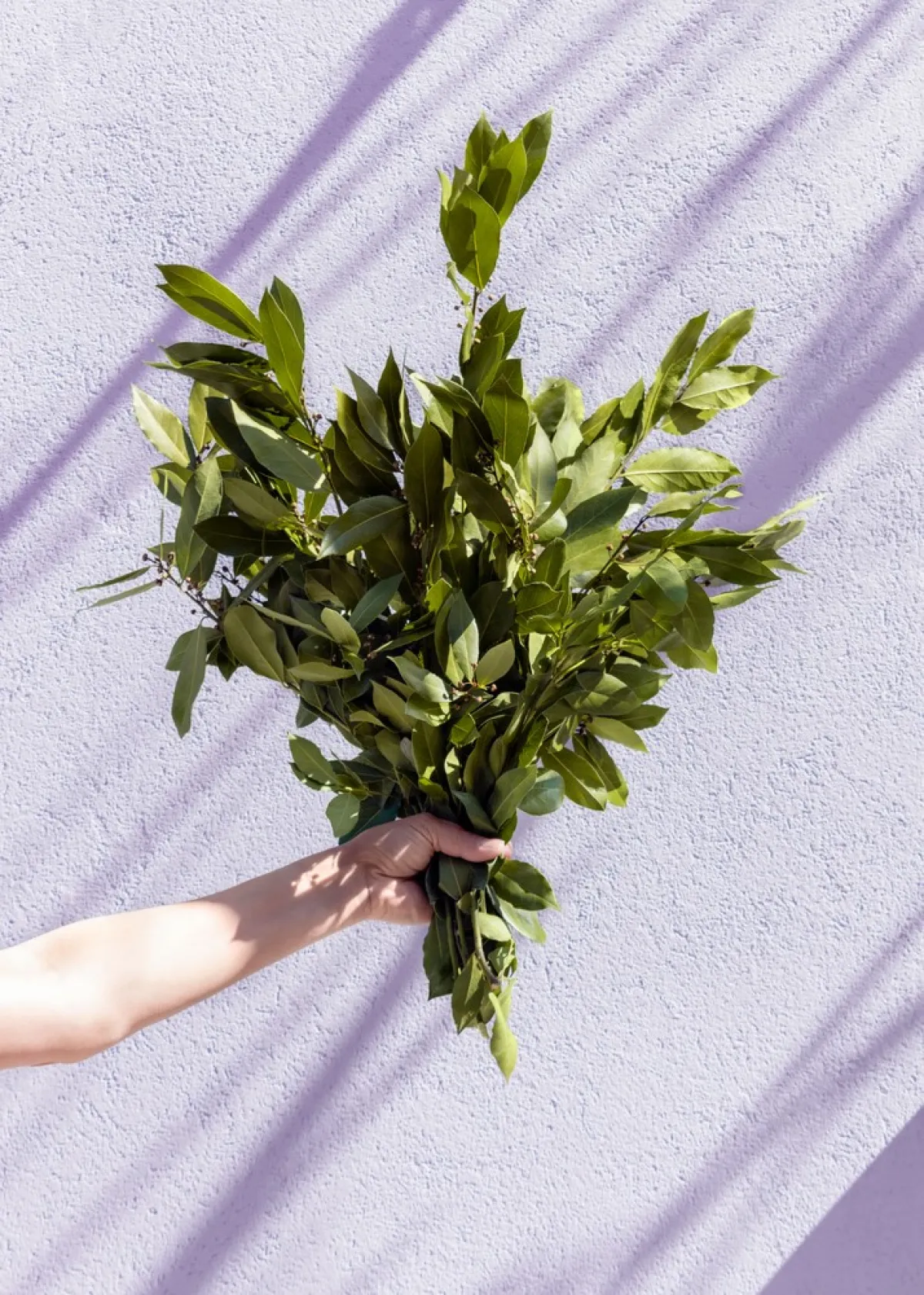 ورق الغار لتعطير المنزل