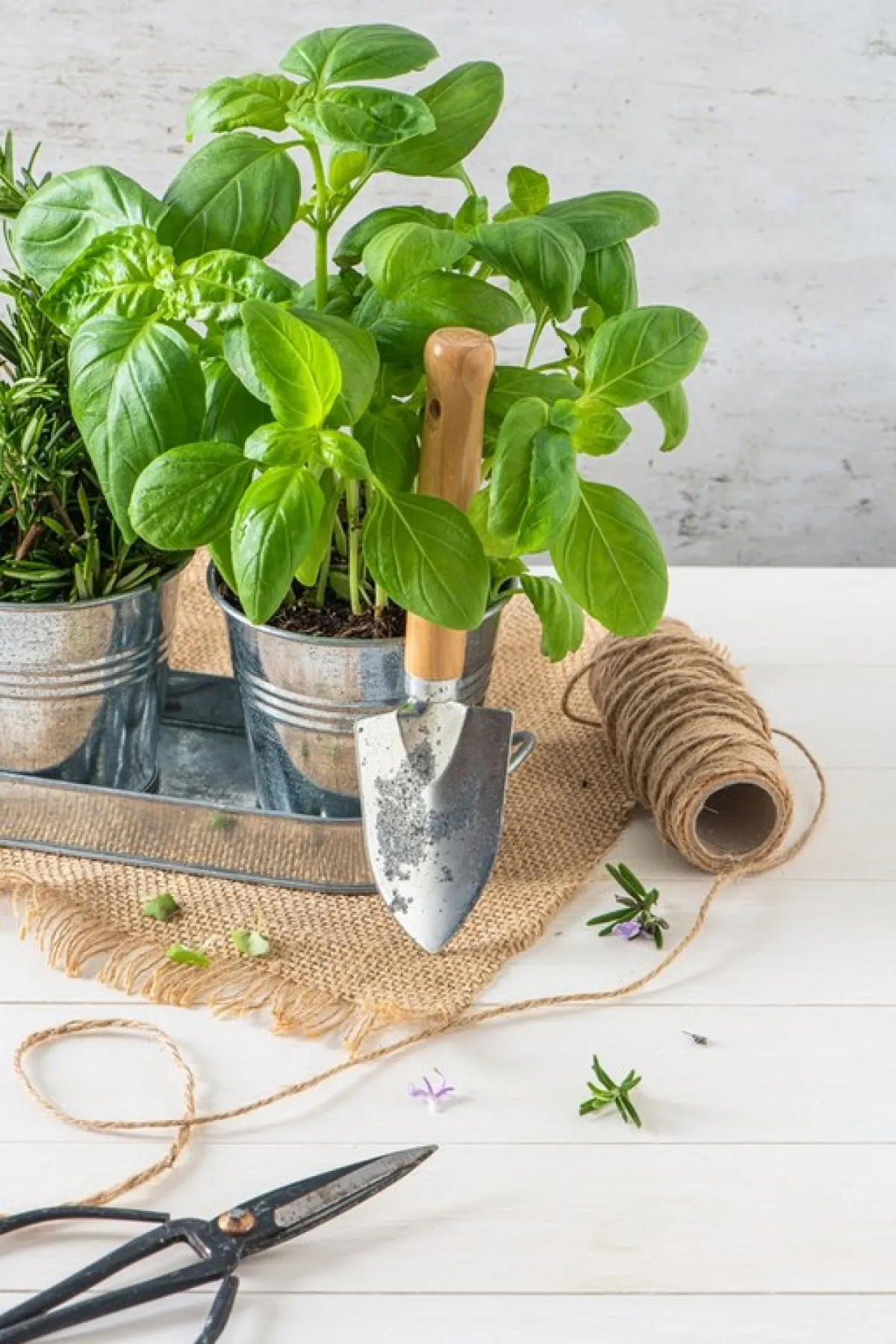 زرع الريحان لتعطير المنزل