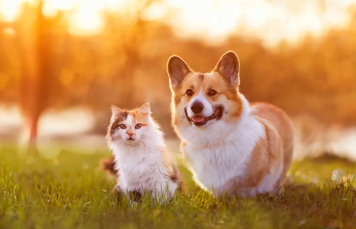 تعرفي إلى الثدييات الأكثر تعداداً في العالم 