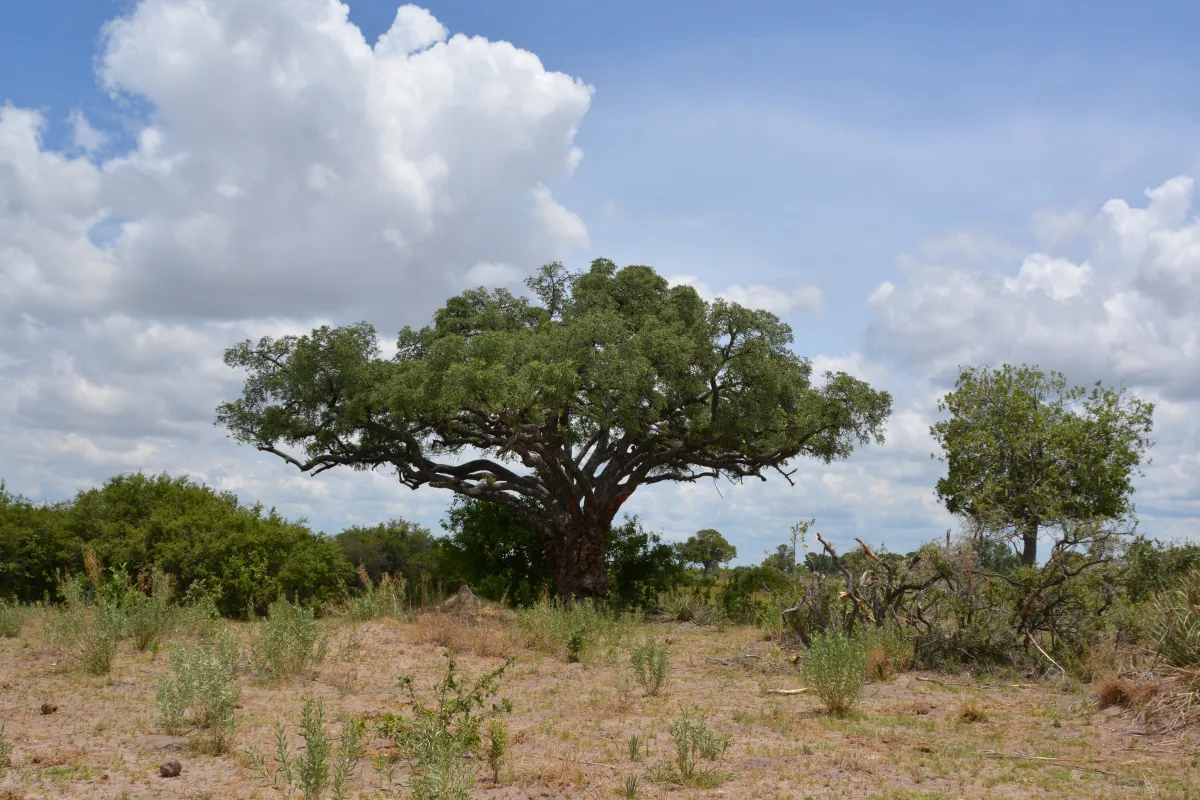 الحياة البرية في بوتسوانا