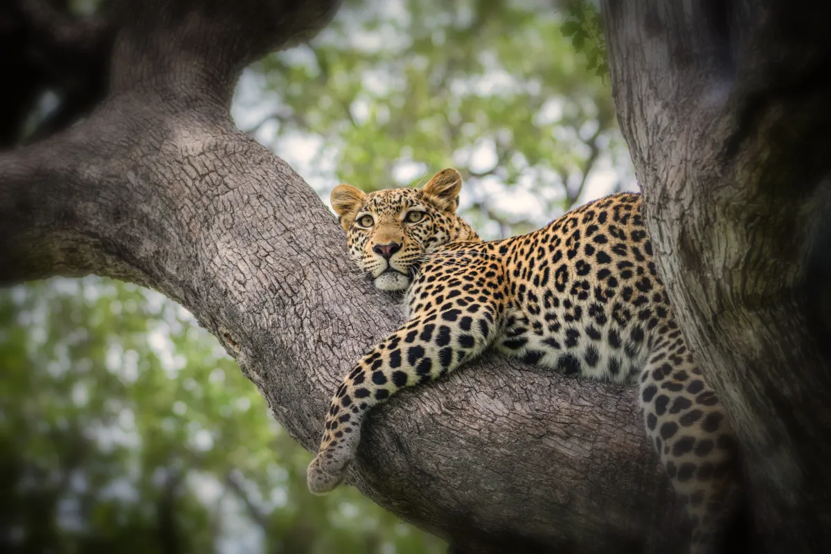 رؤية الحيوانات عن قرب أثناء زيارة بوتسوانا