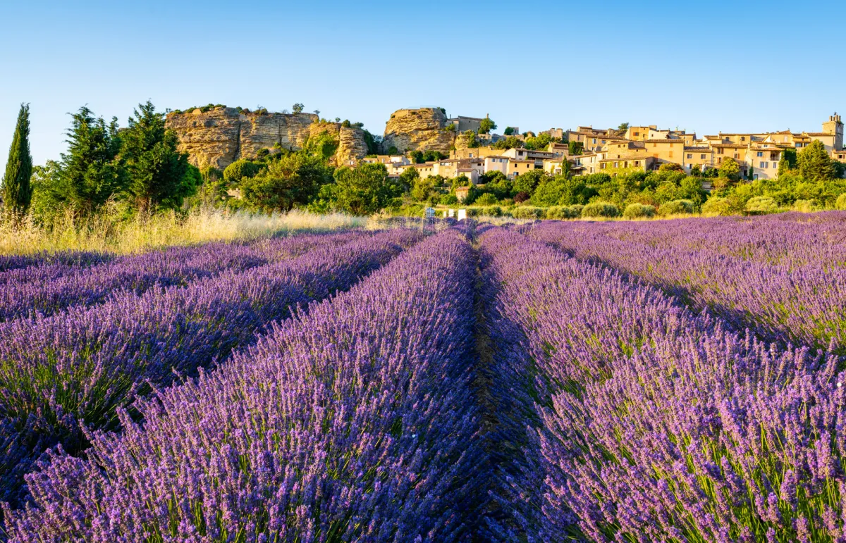 مقاطعة فرنسية غنية بالتاريخ والمناظر الطبيعية «بروفانس».. سحر موسم اللافندر