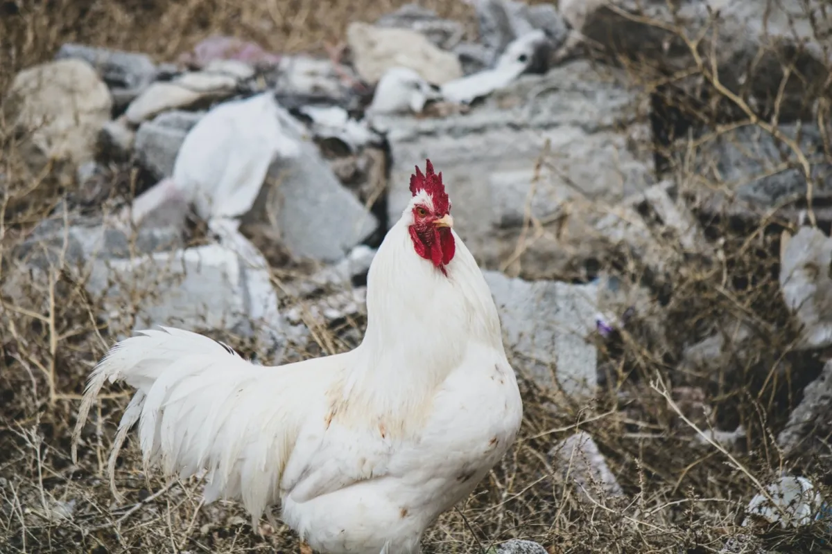 دجاج إندونيسيا الضاحك 