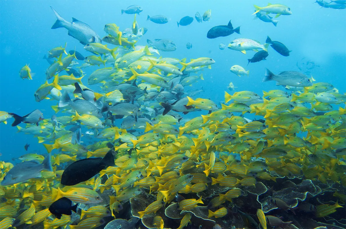 وفرة من الشعاب المرجانية الاستوائية في «كيب كري»