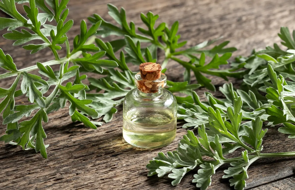 فوائد الشيح للنساء ( المصدر: Shutterstock)