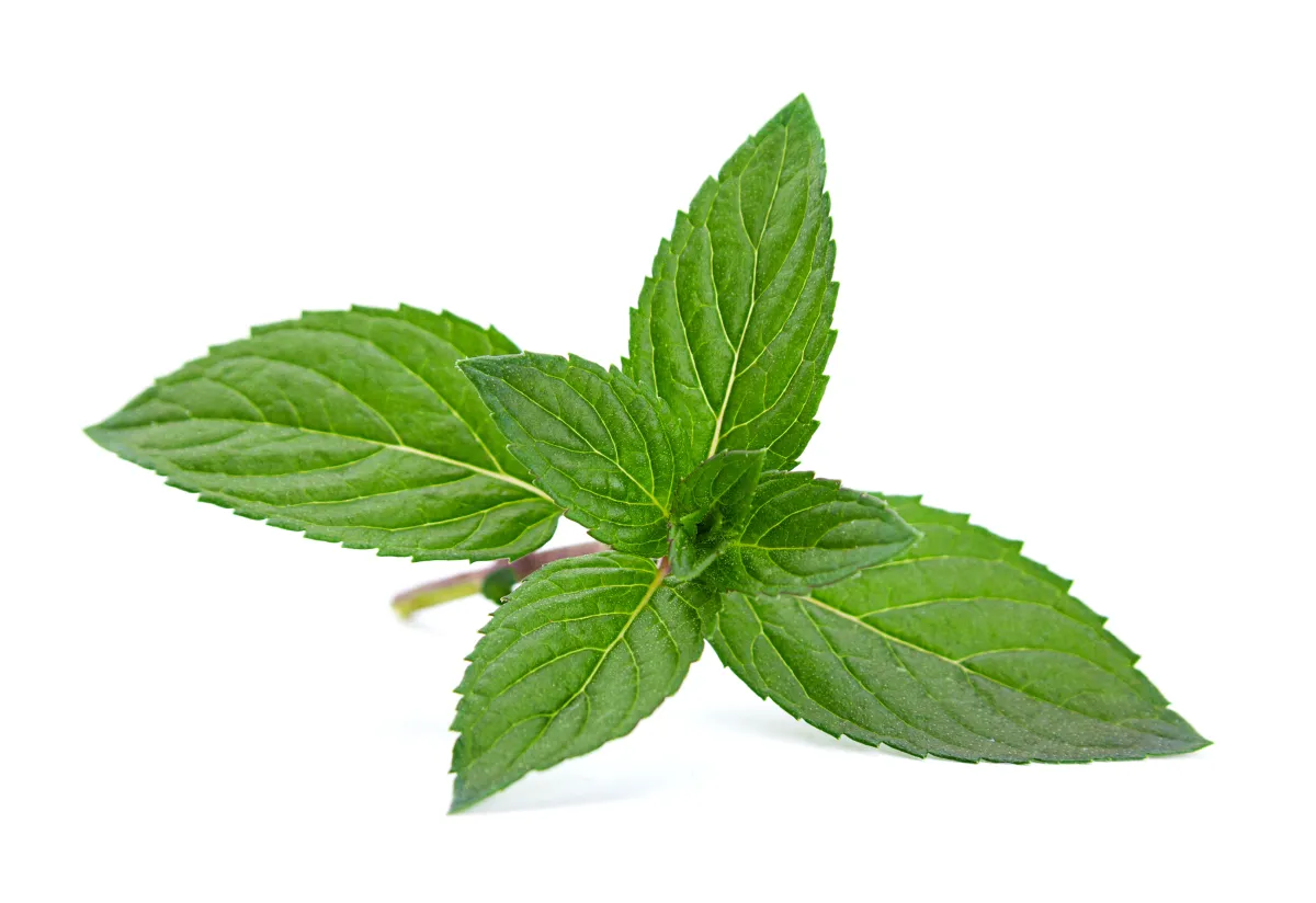 النعناع للتخلص من الناموس 