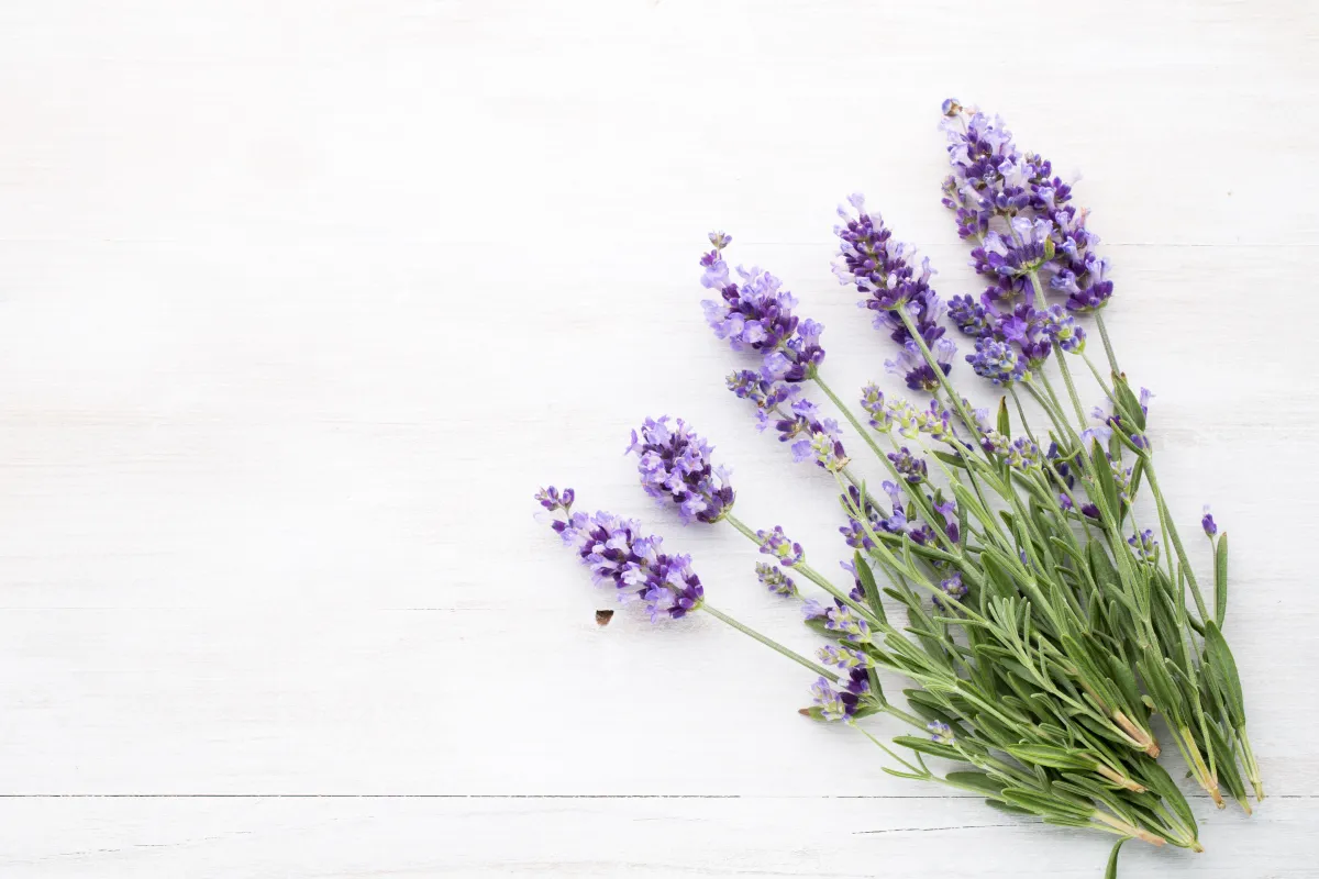 عشبة اللافندر