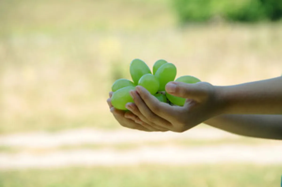 صورة لحبات العنب الشهية