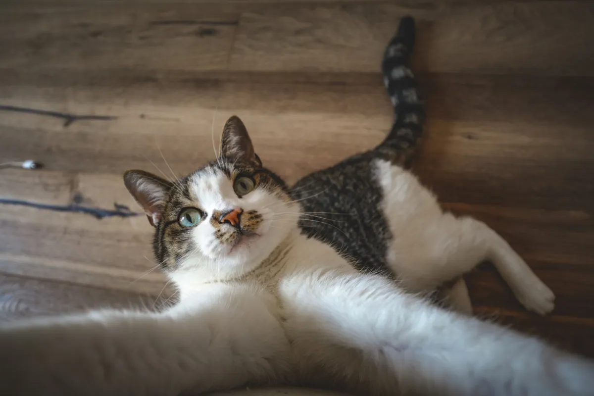 قطة تنجو بعد سقوطها من الطابق 23