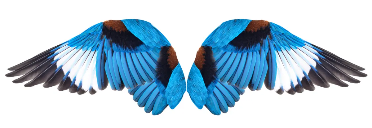 صورة لجناحي طير