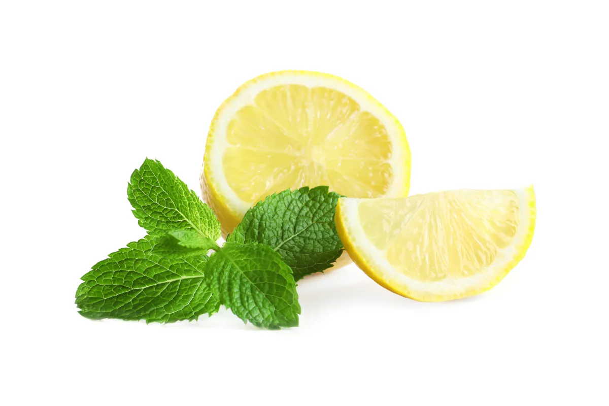 الحمضيات فعالة في القضاء على النمل الأسود في البيت