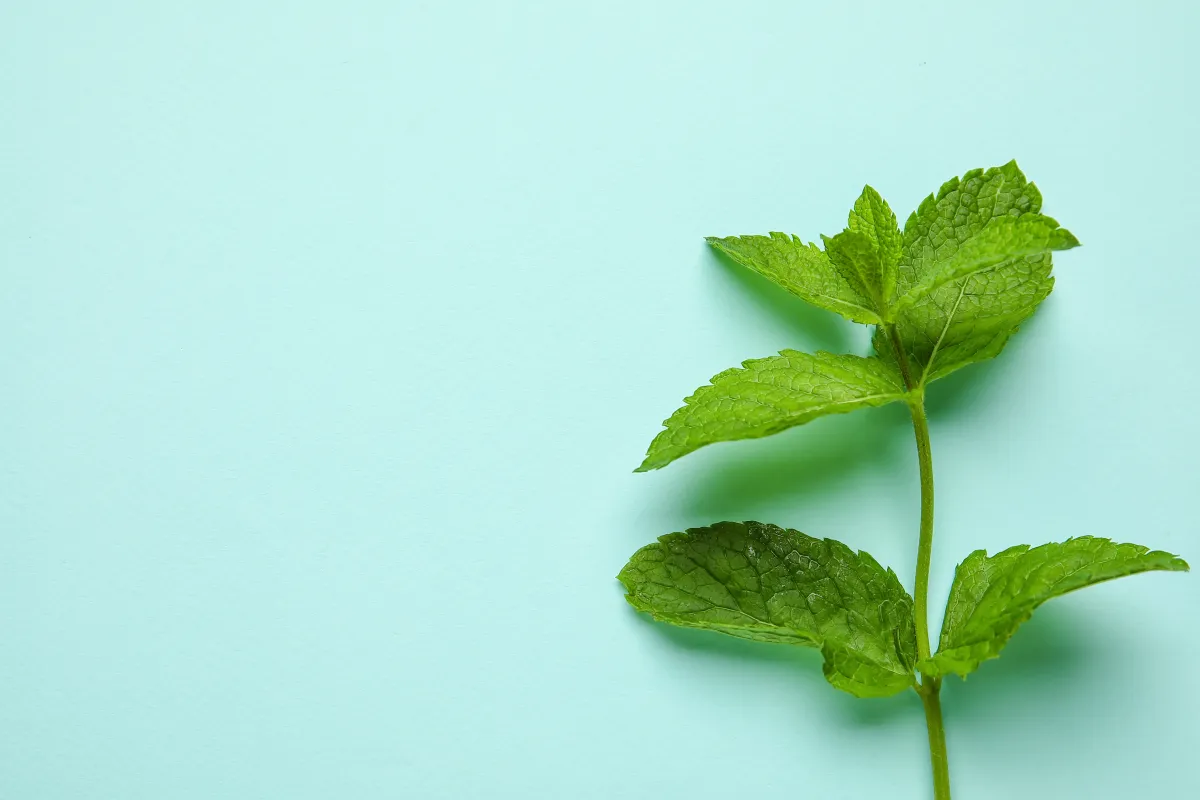 رائحة النعناع تُنفر النمل الأسود  