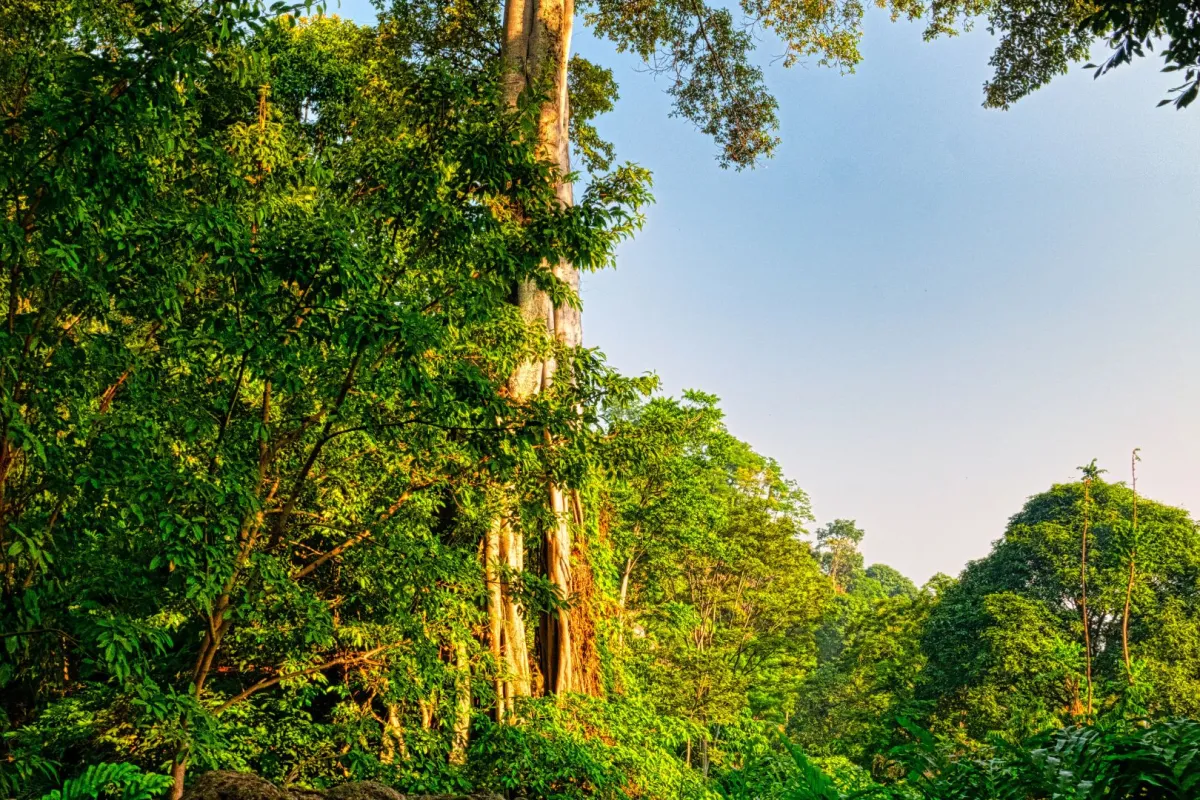 اليوم الدولي لصون النظام الإيكولوجي لغابات المانغروف