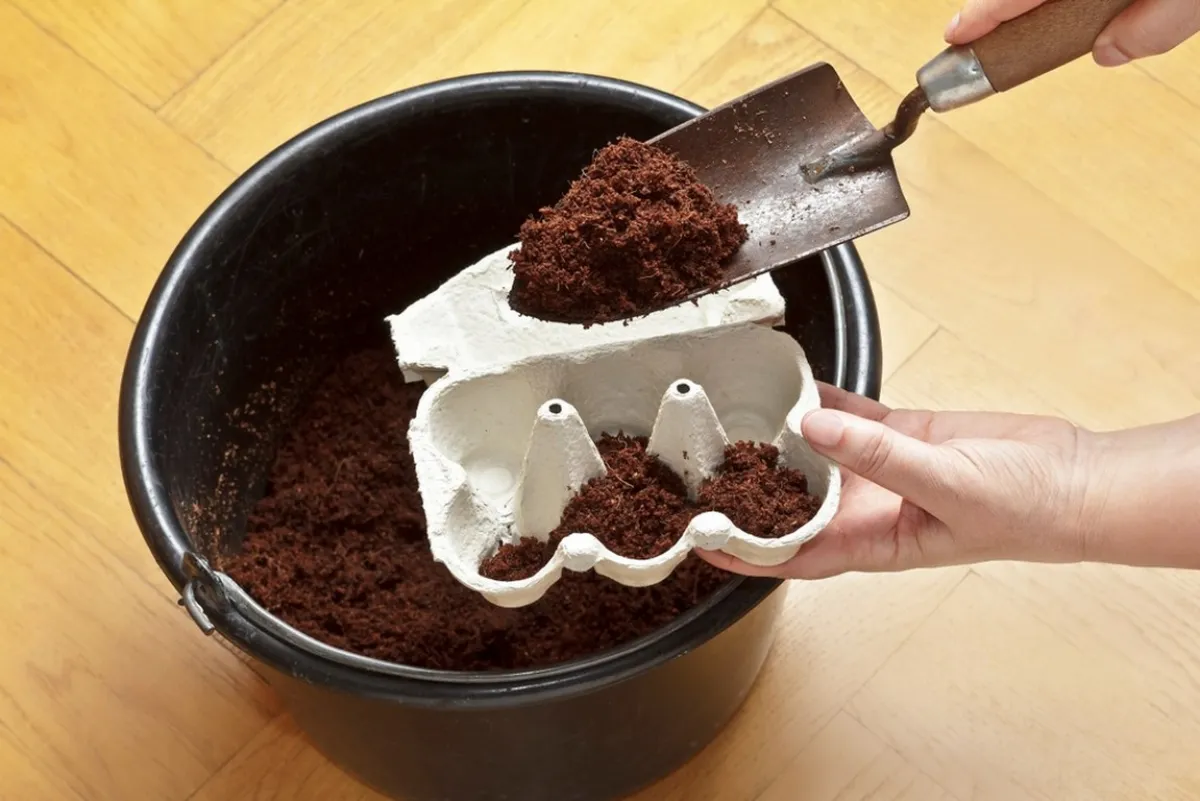 الزرع داخل كراتين البيض