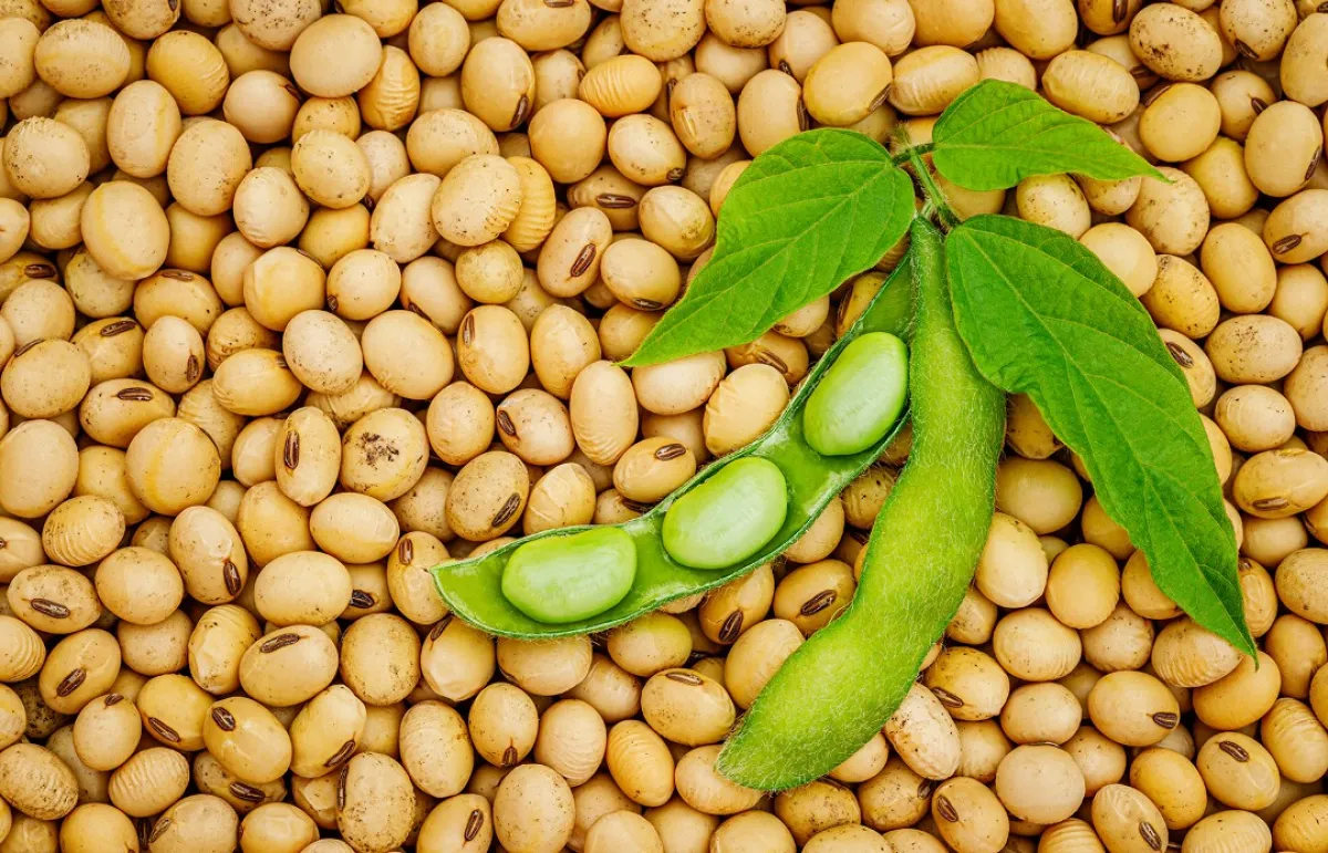 فول الصويا غنية بالألياف الصحية (المصدر: Shutterstock) 