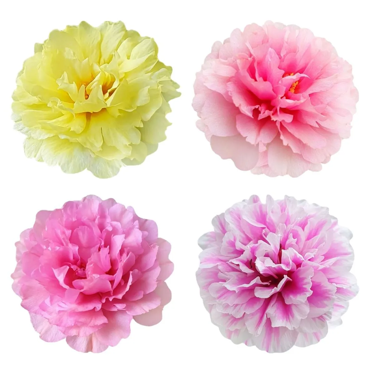 أزهار للتزيين مصنوعة من المناديل الورقية