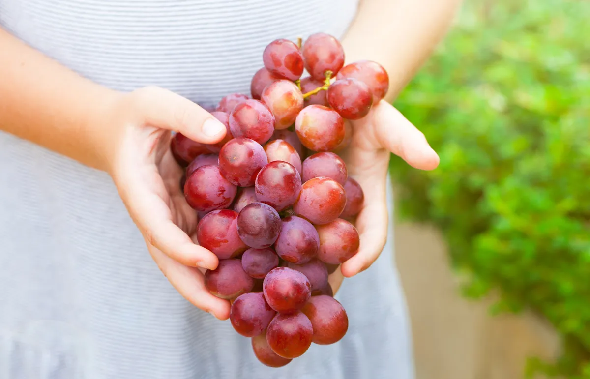 فوائد العنب بأنواعه للأطفال ومحاذير الإفراط في تناوله - envato elements