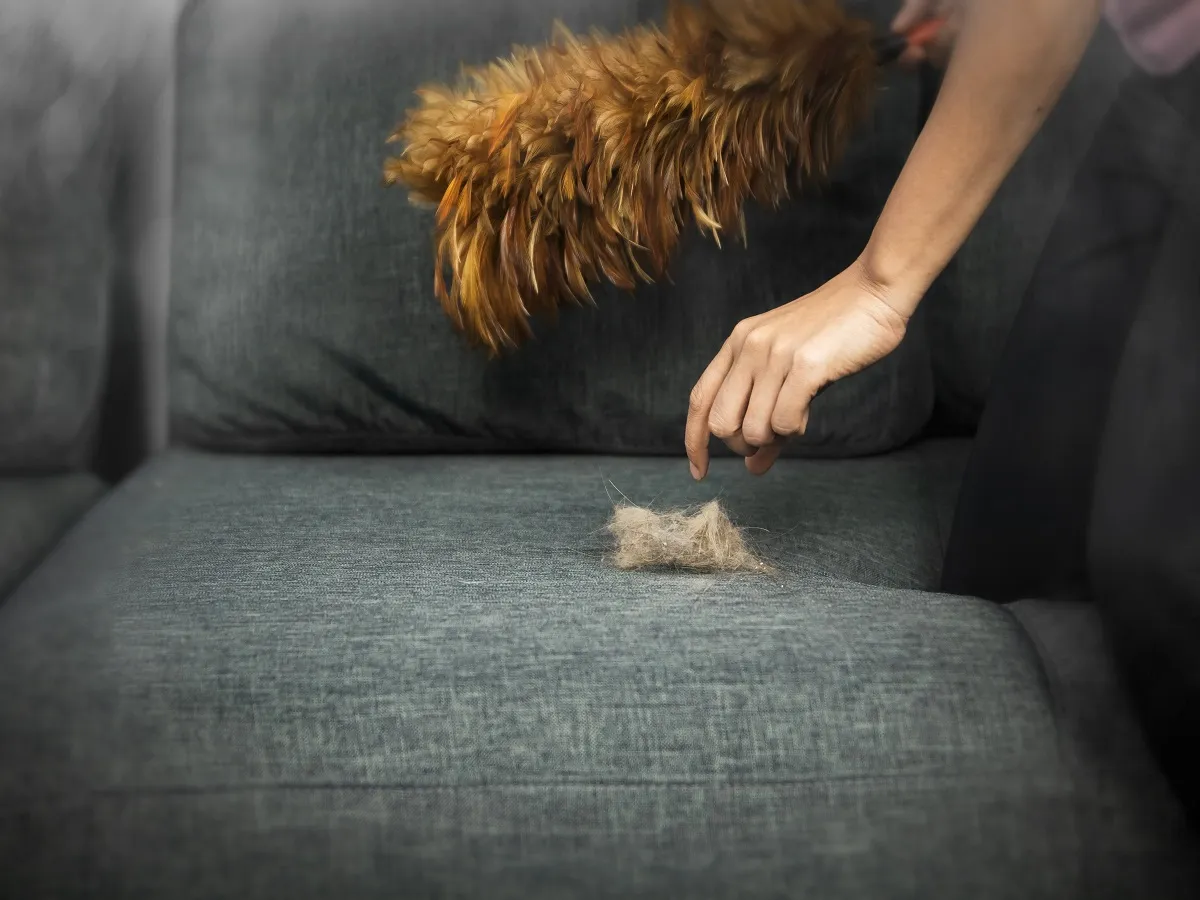 صورة لامرأة تزيل وبر حيوان أليف