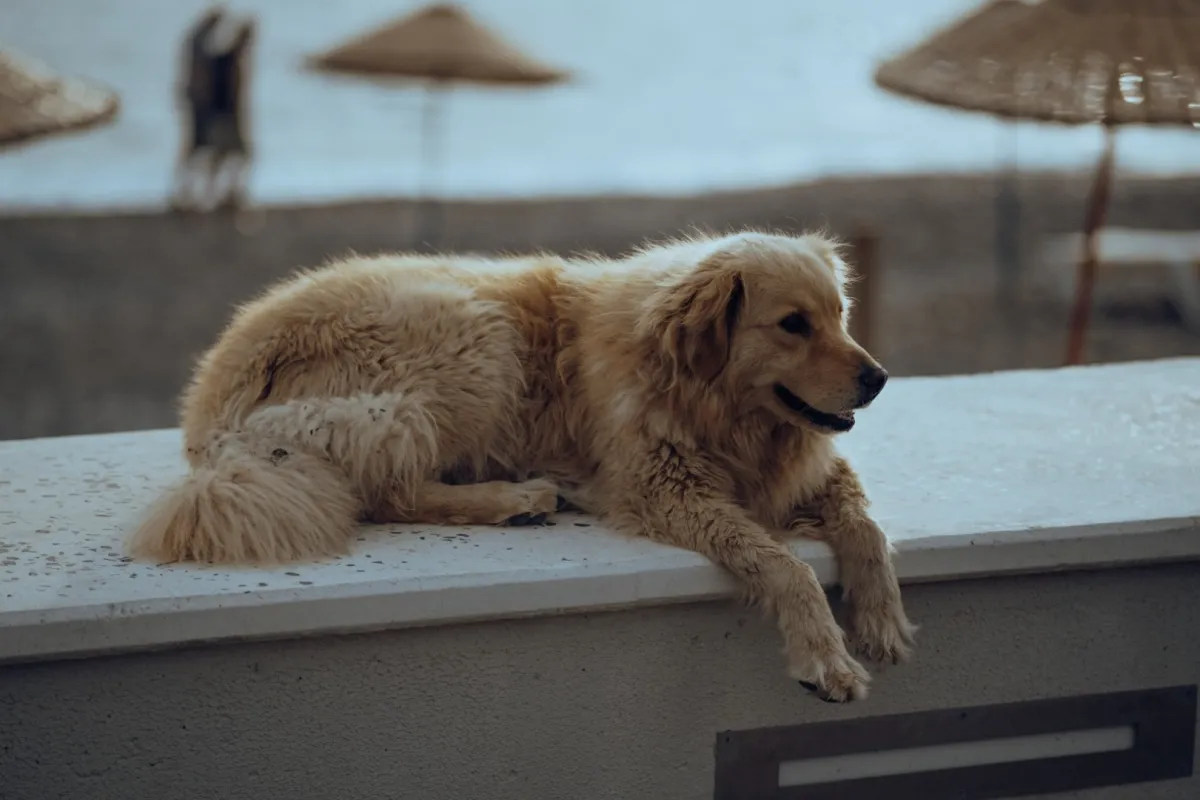 ياباني يحقق حلمه بتحويل نفسه إلى كلب