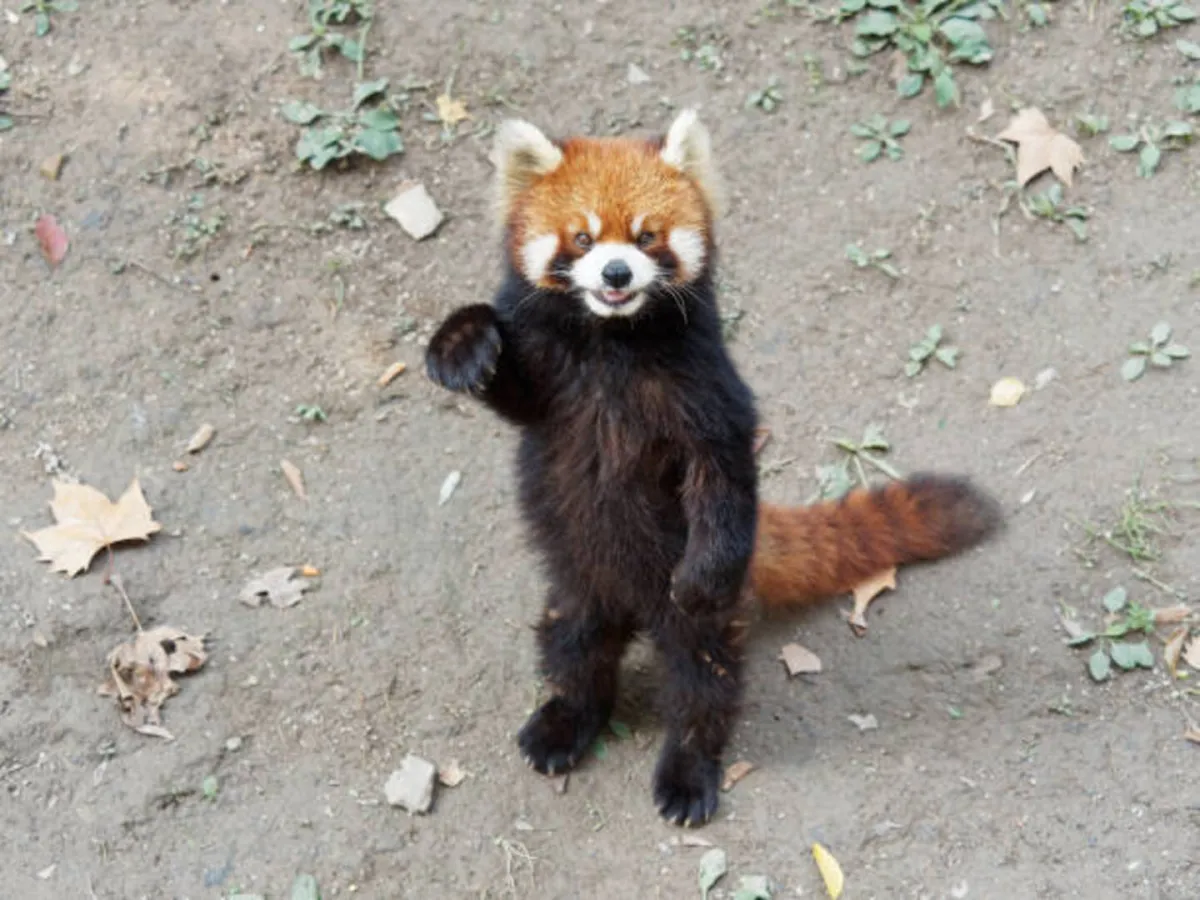 حديقة الحيوانات الصينية تنفي أن الدب الماليزي إنسان يرتدي زياً