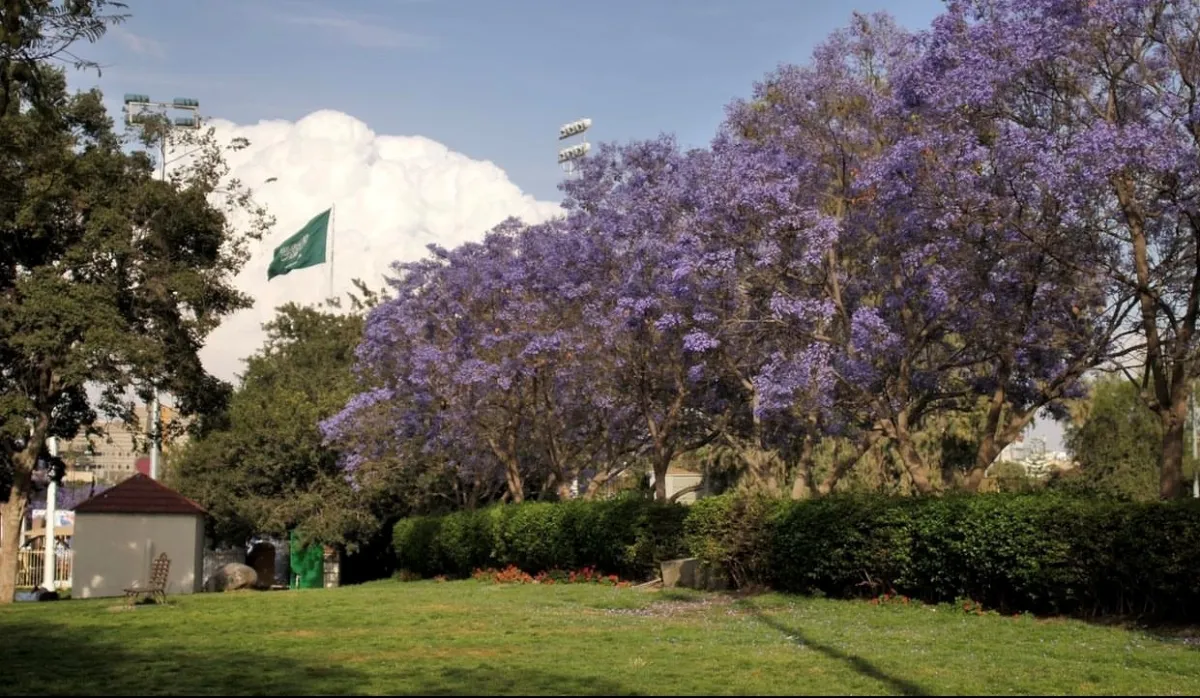 شارع الفن في أبها