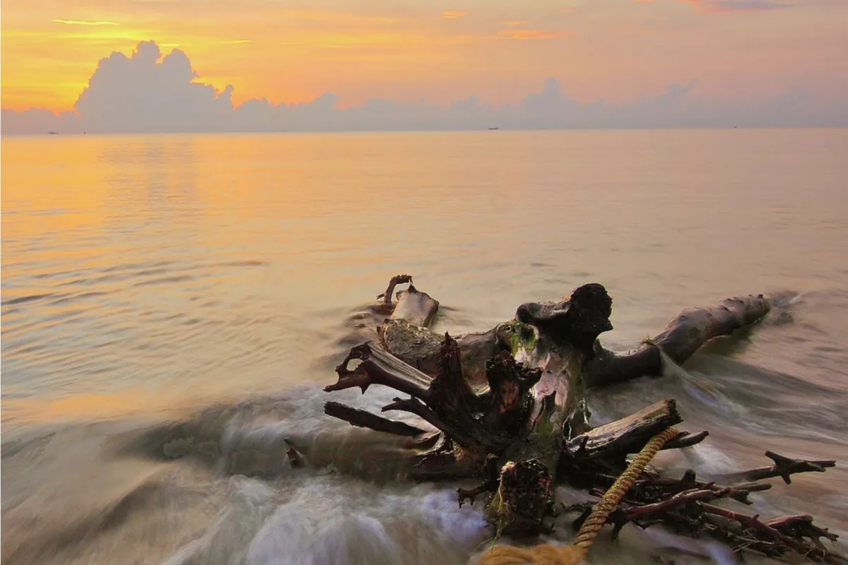 أخشاب طافية