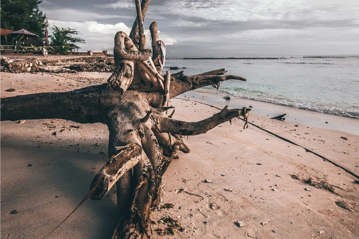 أخشاب طافية