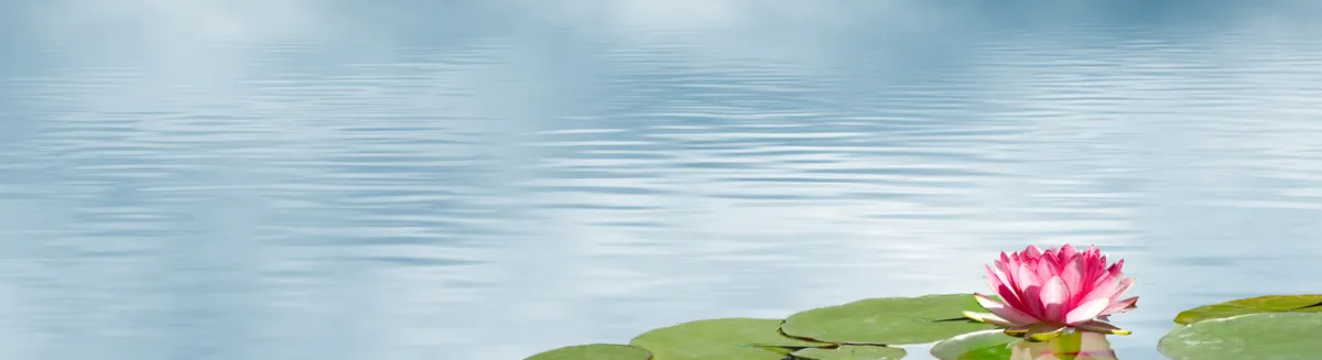 صورة لزنبقة الماء