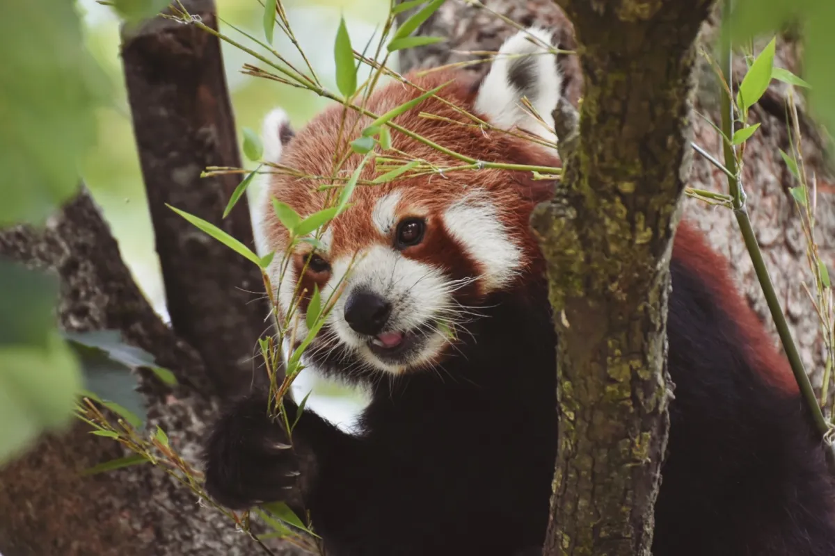 ولادة صغيرين من نوع الباندا الحمراء المهددة بالانقراض