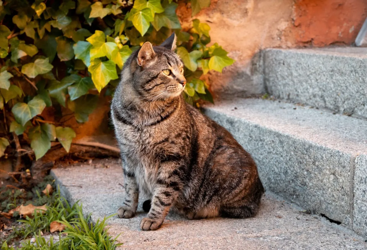 تظهر الصورة قطة على سلم