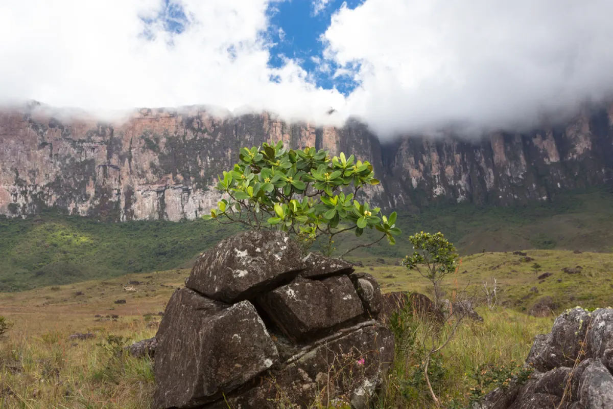 جبل رورايما