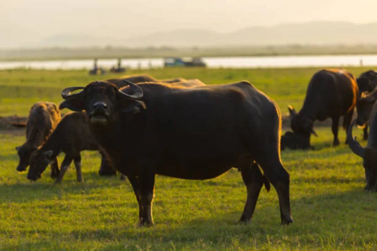 تايلاند تدشن موسم زراعة الأرز بسباق جاموس الماء