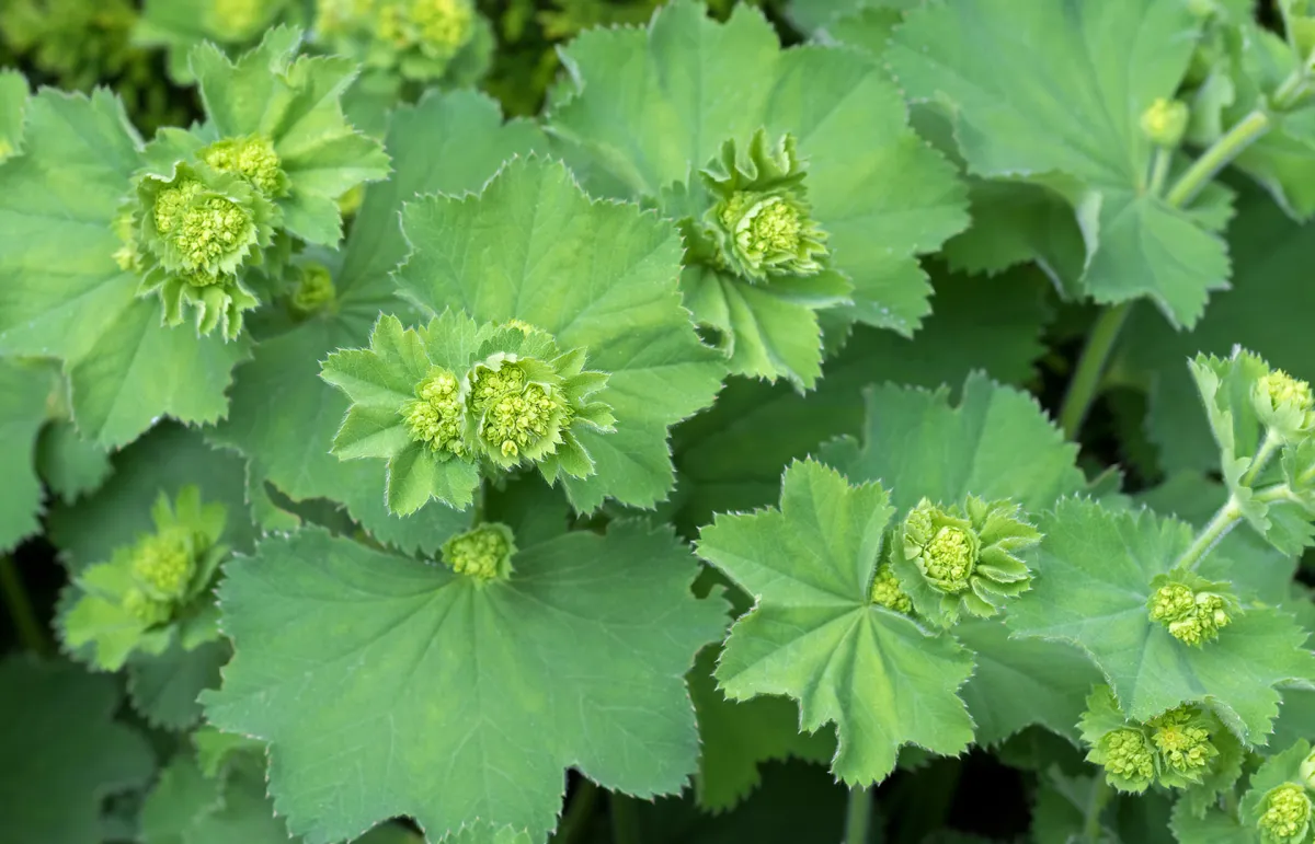 فوائد عشبة عباءة السيدة للتنحيف (المصدر: Shutterstock)