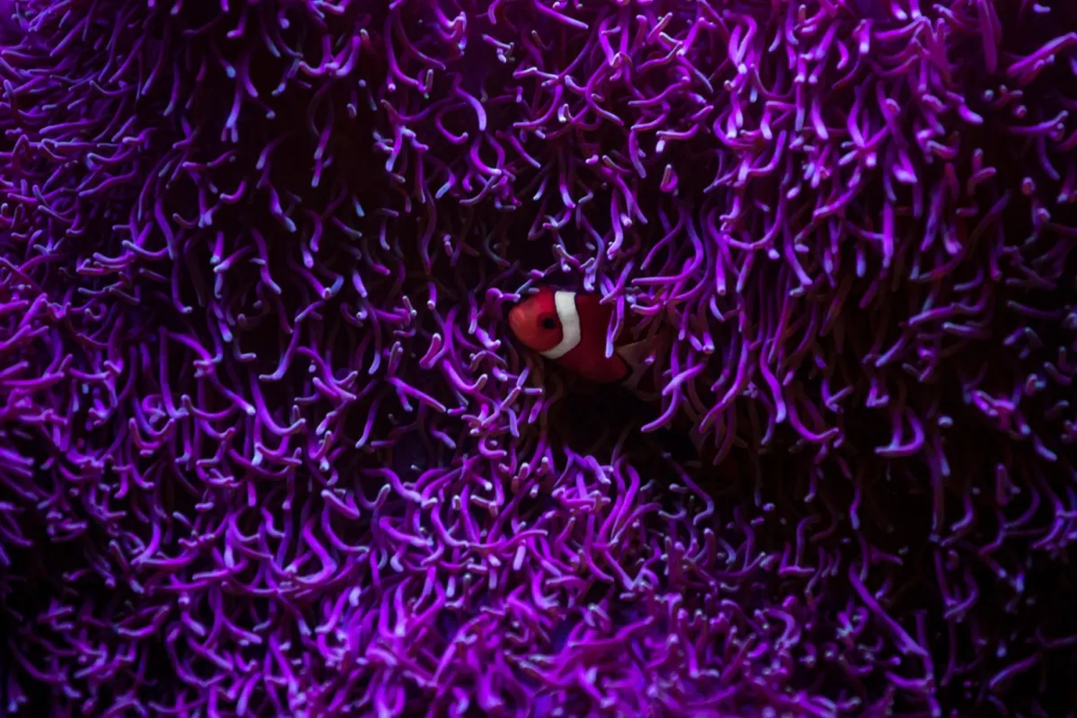 اكتشاف نظام بيئي جديد مزدهر تحت قاع المحيط