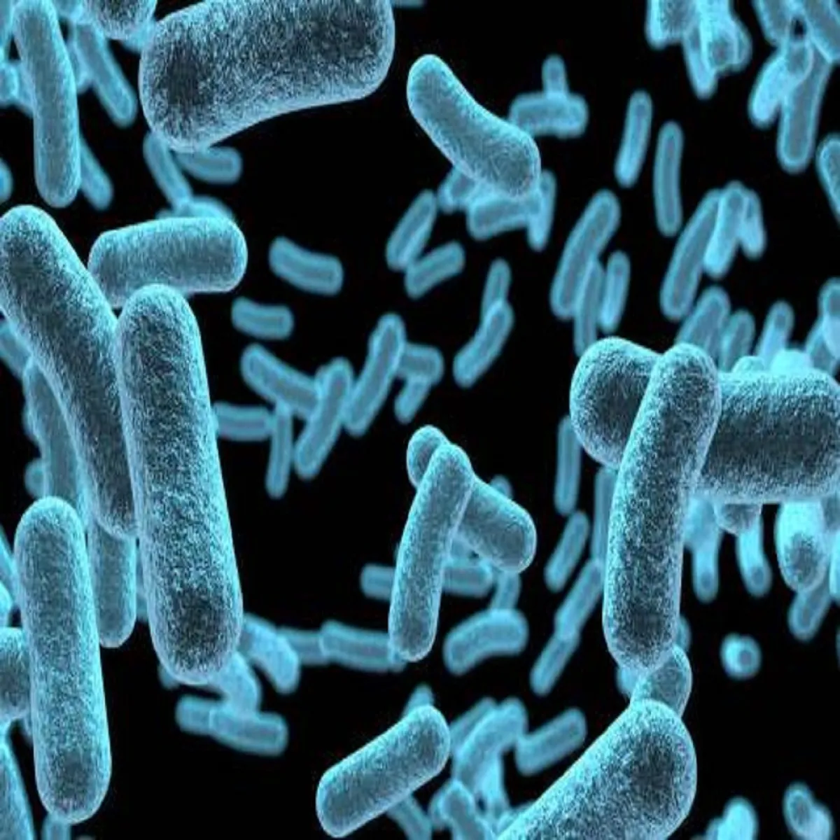 بكتيريا الطاعون الدبلي (المصدر: Pexels)