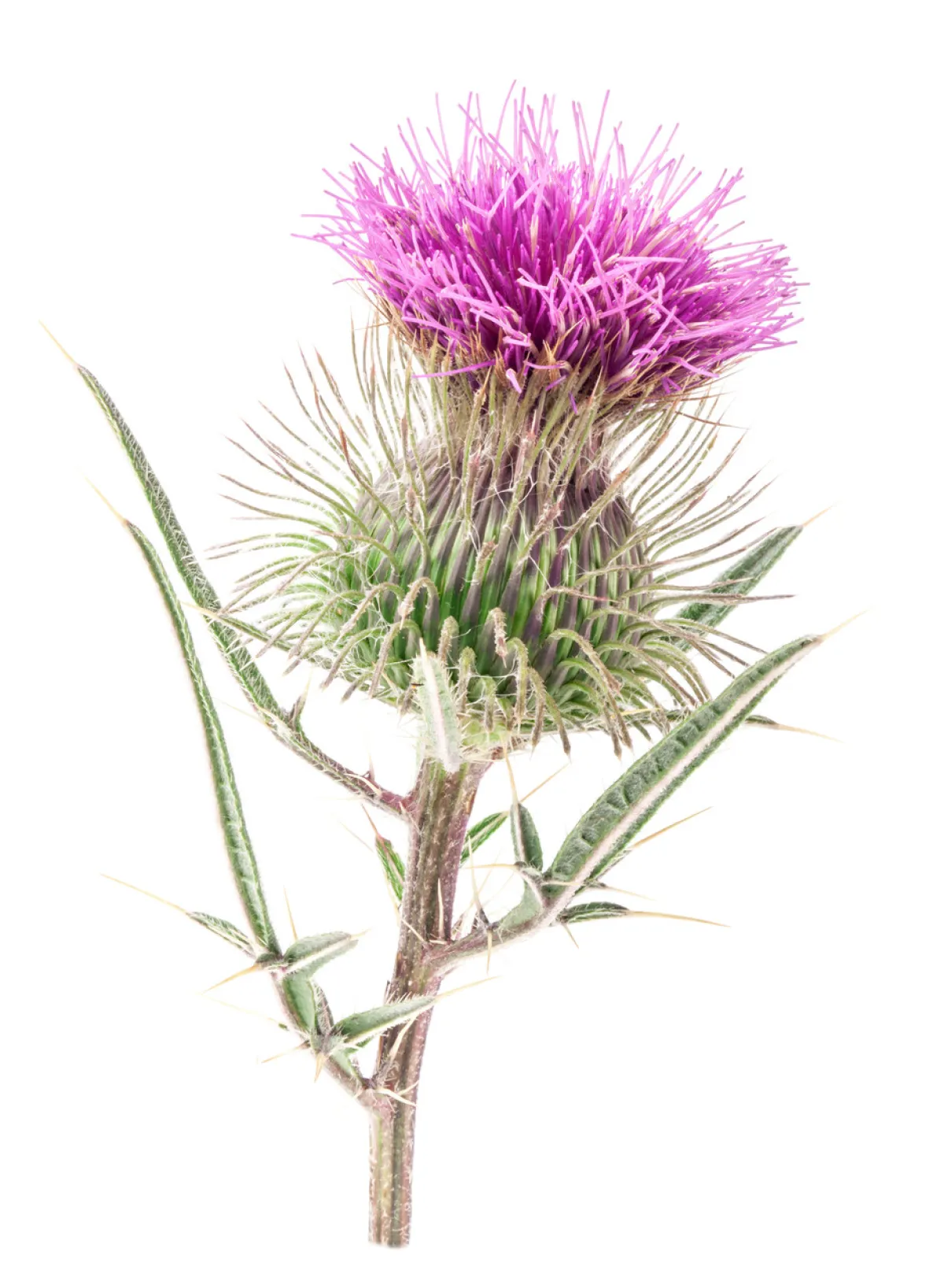 صورة الشوك المبارك