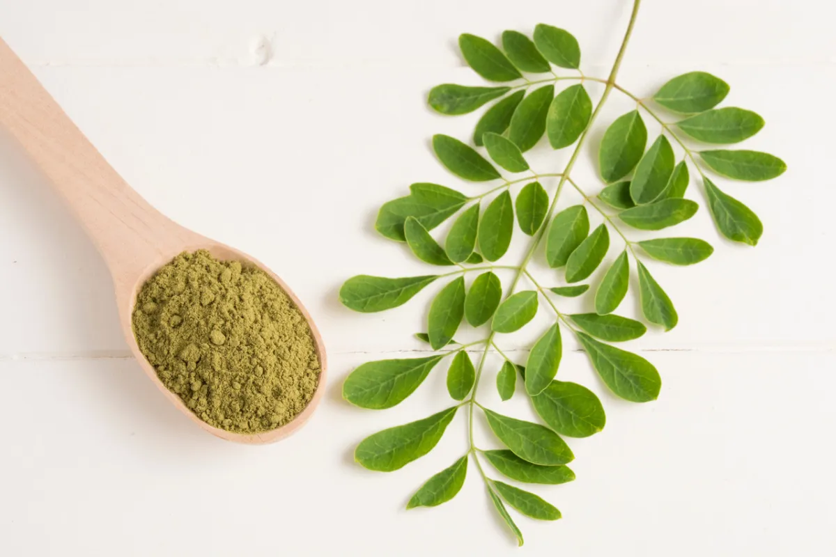 عشبة المورينغا