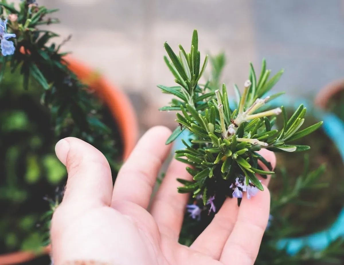 اكليل الجبل نبتة محمّلة بالفوائد الصحية (المصدر: Pexels )