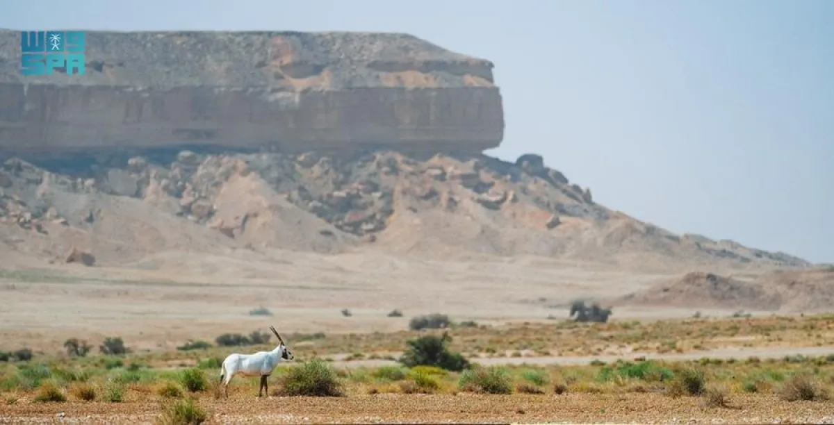 برئاسة الأمير محمد بن سلمان.. مجلس المحميات الملكية يعتمد المستهدفات طويلة المدى للمحميات الملكية (الصورة من واس)
