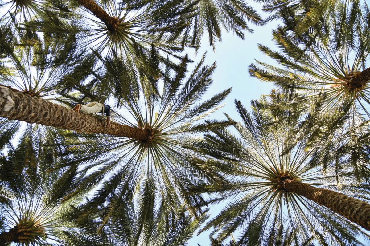 تحت شعار "ذوق فخرنا".. انطلاق النسخة الرابعة من مهرجان العلا للتمور - الصورة من صفحة الهيئة الملكية لمحافظة العلا على شبكة الإنترنت