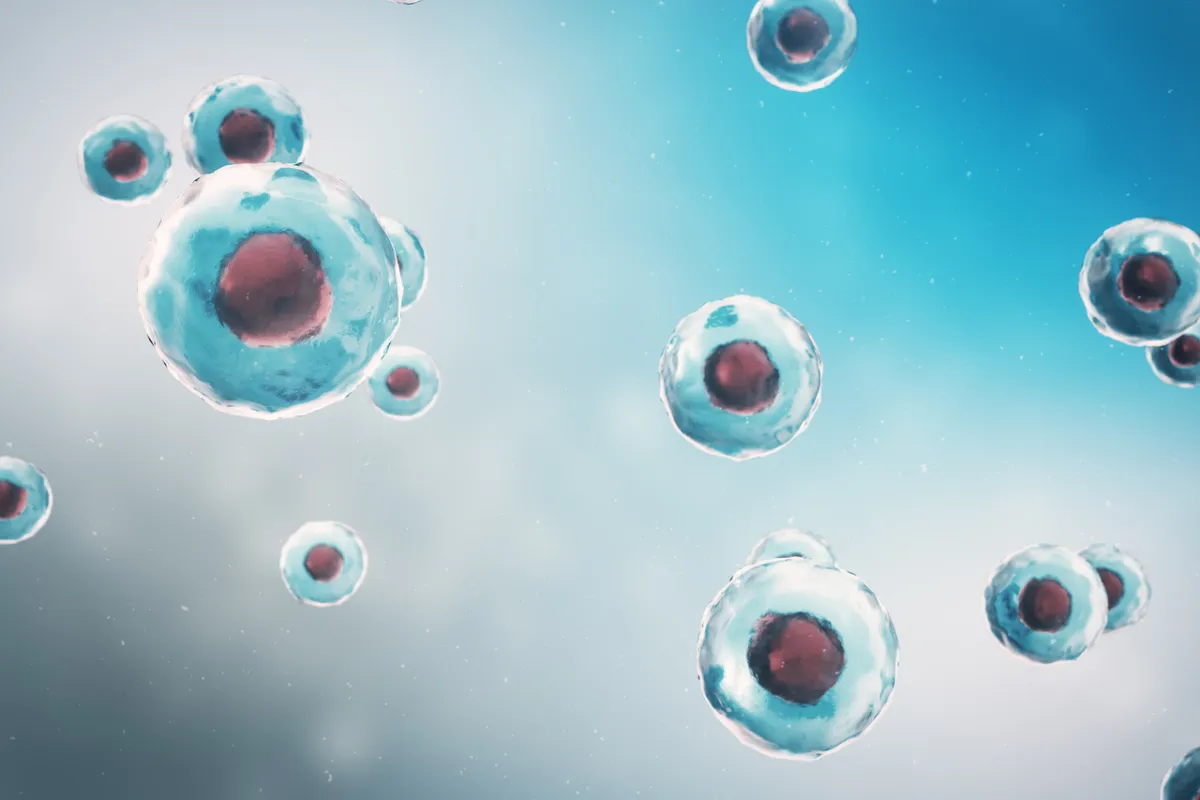 صورة البويضات