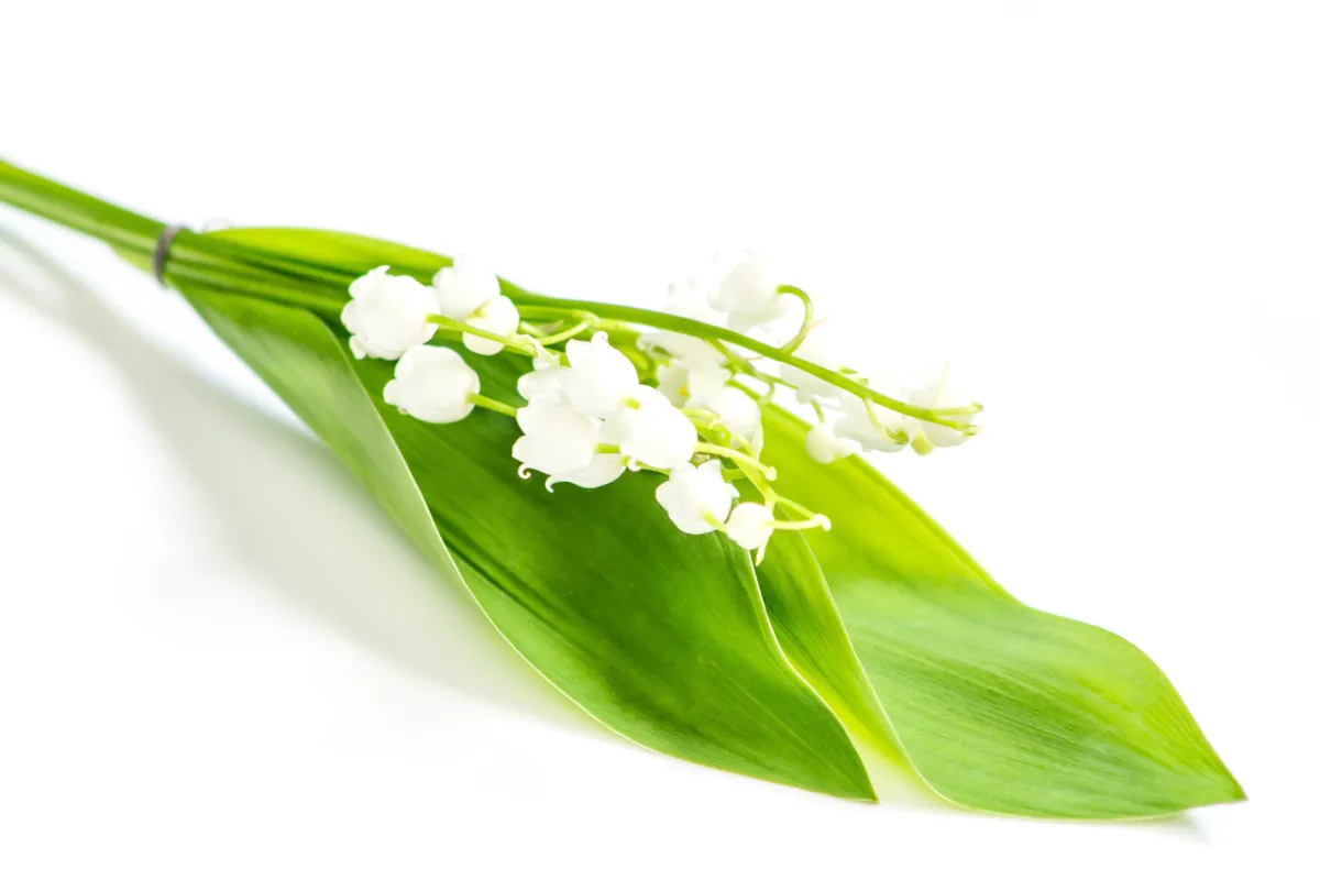 صورة زهرة لي لي