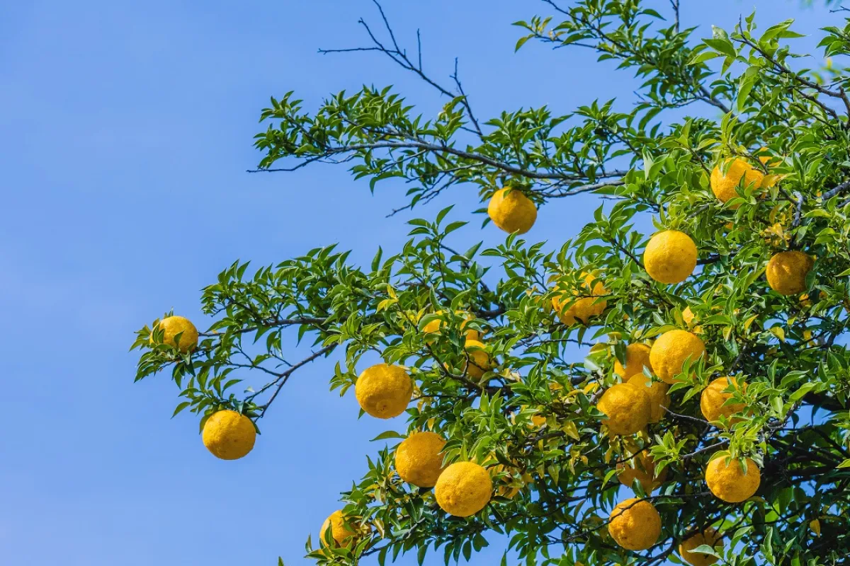 صورة لشجرة البوملي