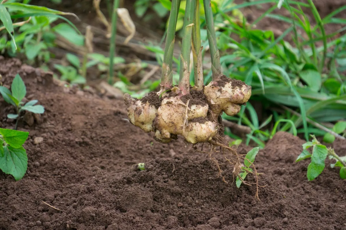 صورة لنبات الزنجبيل 