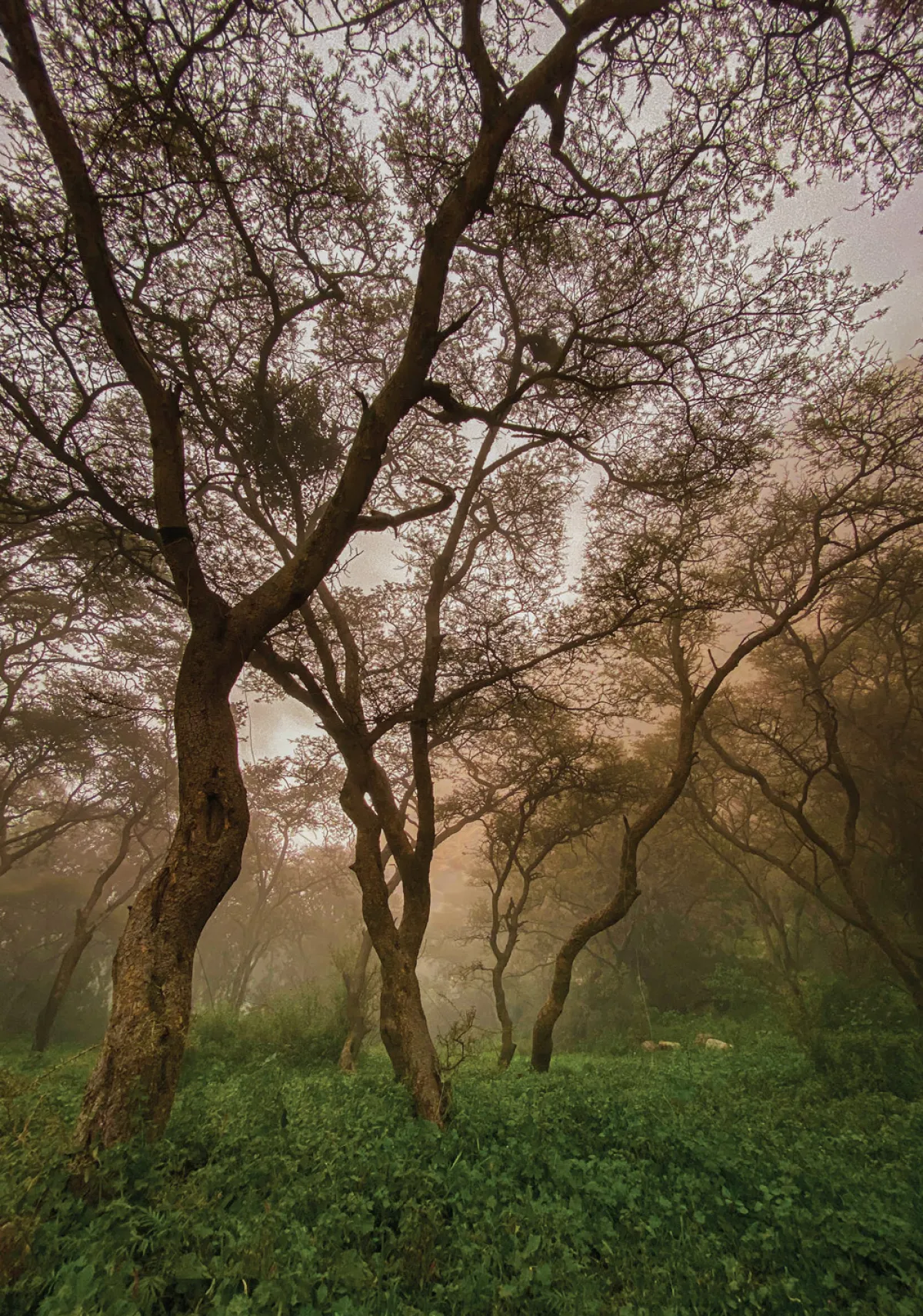 منتزة الشرف