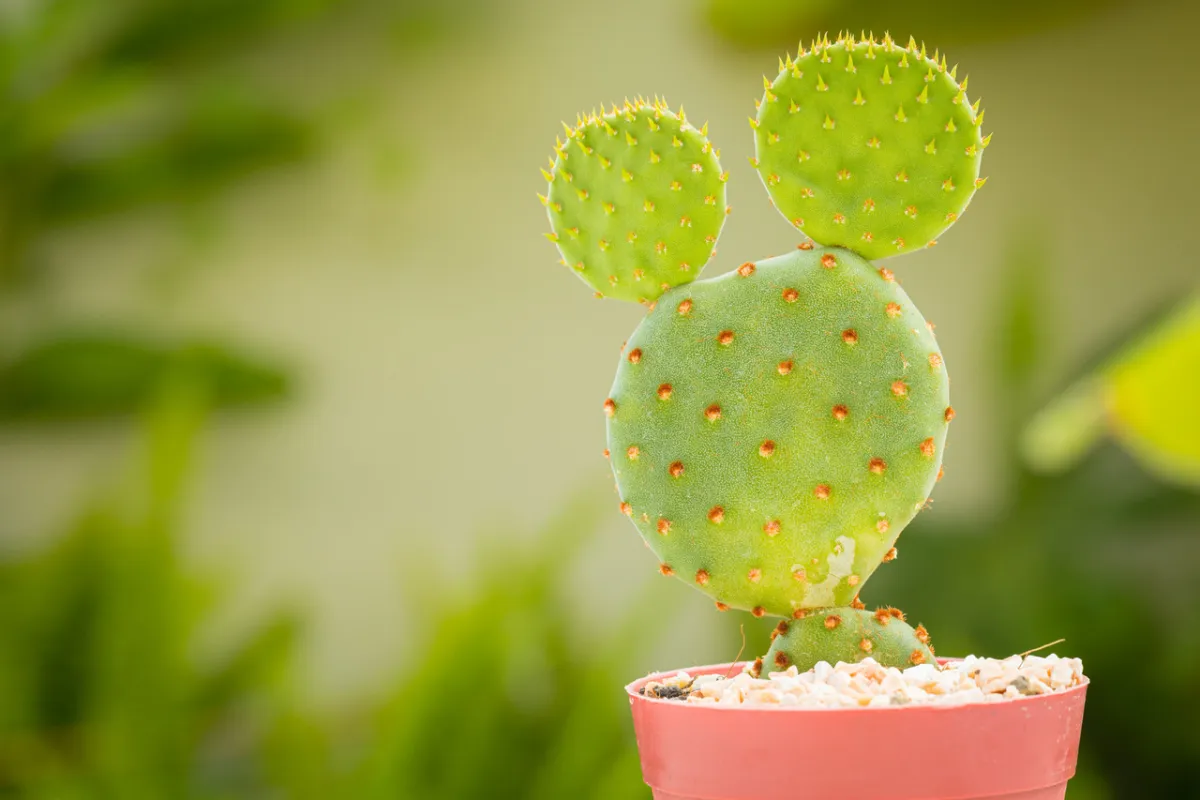 صورة نبات الصبار