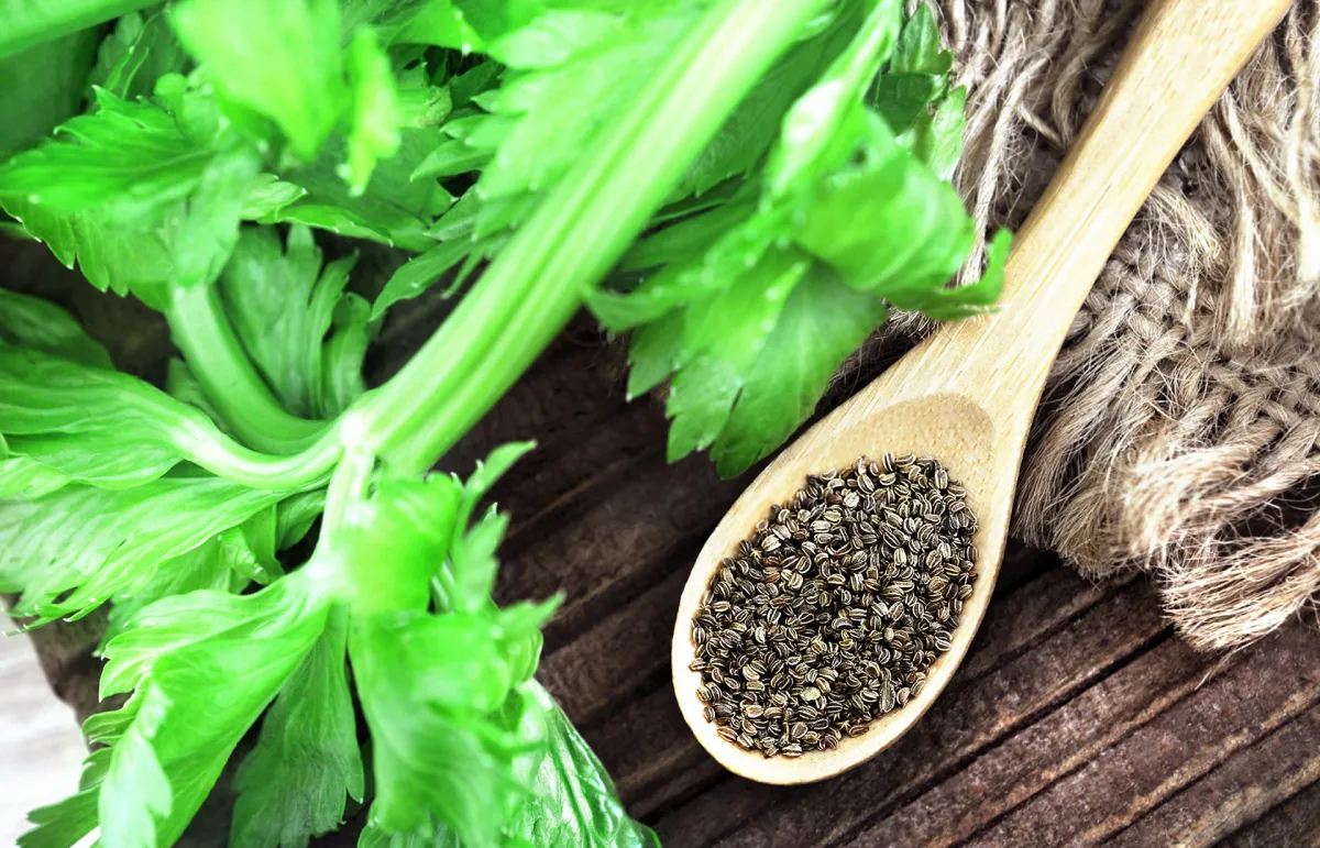 بذور الكرفس للتنحيف (المصدر: Shutterstock)
