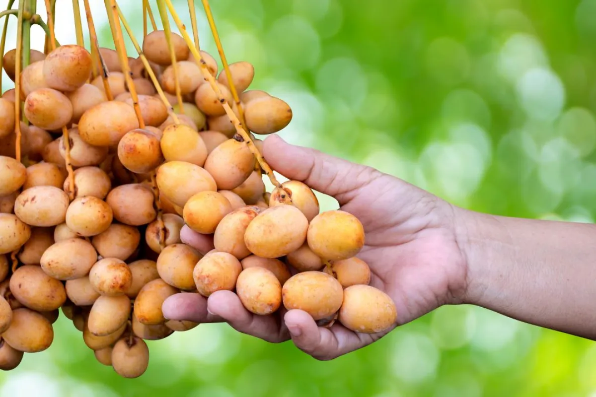 صورة لعنقود من البلح الأصفر