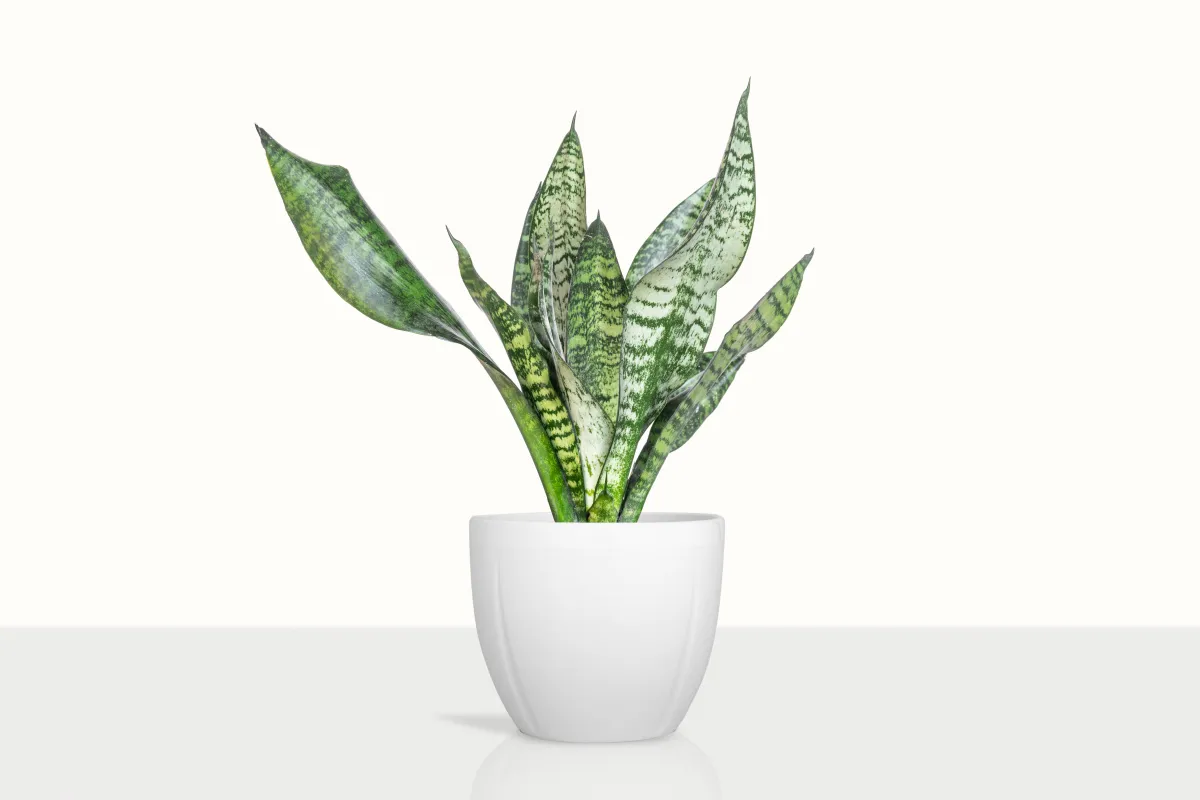 نبات الثعبان