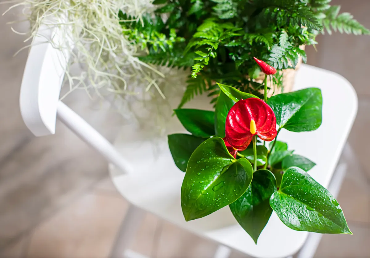 زهرة فلامنغو